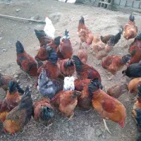 خروس محلی ۱ ساله