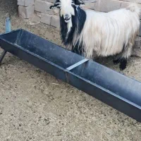 شیراز. کامفیروز|حیوانات مزرعه|کامفیروز, |دیوار