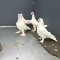 کبوتر لوطی ‌تهرانی