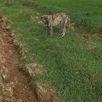 سگ ماده گوسفندی