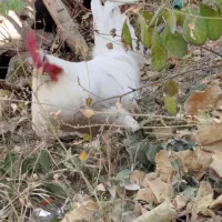 خروس|حیوانات مزرعه|گلپایگان, |دیوار