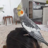 عروس هلندی نرو ماده تخم گذار و هر ۴۰ روز جوجه داره