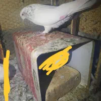 یک عدد کبوتر
