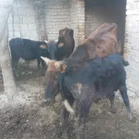 گاو وگوساله نر|حیوانات مزرعه|کلاله, |دیوار