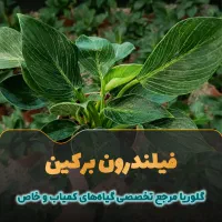 فیلندرون برکین مینیاتوری|گل و گیاه طبیعی|قم, پردیسان|دیوار