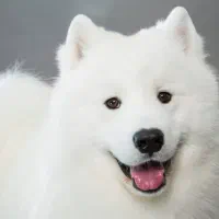 واگذاری رایگان سگ پاکوتاه