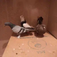 سه تا کبوتر قیمت خوب