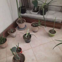 گلخانه کامل|گل و گیاه طبیعی|بروجرد, |دیوار