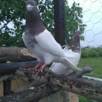 کله قرمز پرشی