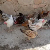 مرغ وخروس محلی اصل