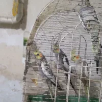 عروس هلندی|پرنده|گرگان, |دیوار