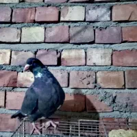 مایه پلنگ کله سیازیرخط|پرنده|زرند, |دیوار