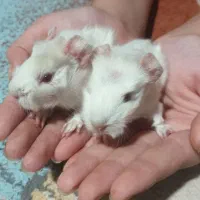 خوکچه هندی سفید