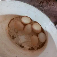 تخم مرغ کوشین  تخم مرغ ابریشمی