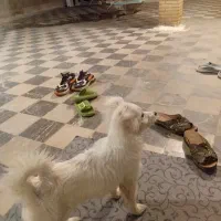 سگ پامرین|سگ|نهاوند, |دیوار