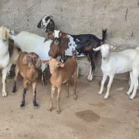 کهره برا گوشت