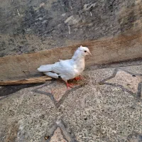 کبوتر|پرنده|اهواز, کوی رمضان|دیوار