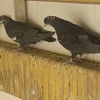 سیاه نرو ماده