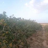 باغ پسته|فروش دفتر صنعتی، کشاورزی، تجاری|فردوس (خراسان), |دیوار