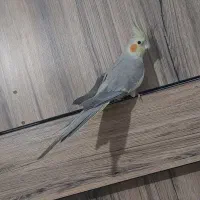 عروس هلندی نرو ماده|پرنده|شهریار, شهرک وائین|دیوار