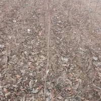 نهال پسته|خدمات باغبانی و درختکاری|شیروان (خراسان), |دیوار