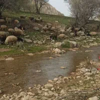 قوچ‌‌فروشی