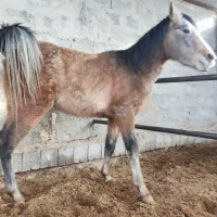 کره مادیون آیندار