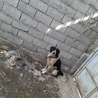 سگ نر قدرجونی