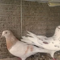 کفتر|پرنده|زارچ, |دیوار