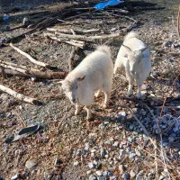 کهره|حیوانات مزرعه|فاریاب, |دیوار