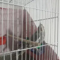 ۳تا عروس هلندی|پرنده|اقبالیه, |دیوار