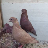 جفت جوانه کرمونی اصیل