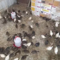 بلدرچین جوان معاوضه با کبوتر