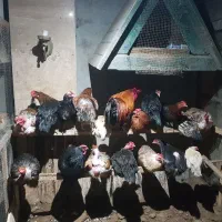 مرغ تخم‌گزار و مرغ کرچ