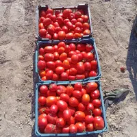 گوجه گوشتی برای رب|حراج|مشهد, آبکوه|دیوار