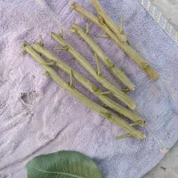 پیوند پسته و اصالت پیوندک