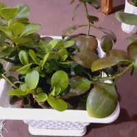 گل قاشقی و سانسوریا