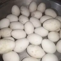 تخم نطفه دار غوغاز آفریقایی