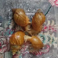 حلزون آچاتینا البینو|خزنده|همدان, |دیوار