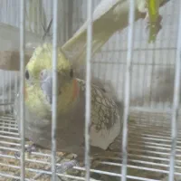 عروس هلندی بالغ|پرنده|طرقبه, |دیوار