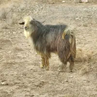 تعداد۵بز جوان فروش یکجا کیلویی ۲۸۰هزارتومان