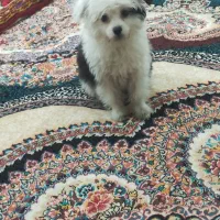 بیستی بازیگوش