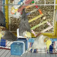 عروس هلندی|پرنده|آوج, |دیوار