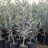 فروش فوری با تخفیف باورنکردنی|خدمات باغبانی و درختکاری|رشت, نظری|دیوار