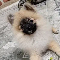 فروش سگ پامرانین