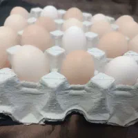 تخم مرغ نطفه دار|حیوانات مزرعه|ماهدشت, |دیوار