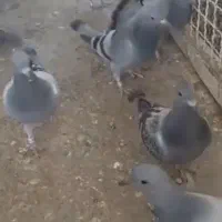 جوجه بلاکی|پرنده|اهواز, امانیه|دیوار