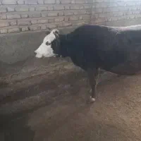 گاو  سمینتال آبستن