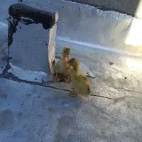 جوجه اردک|حیوانات مزرعه|مریوان, |دیوار