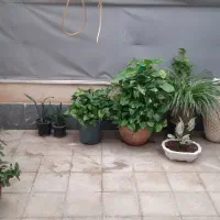 اجاره واحد۸۵ متری|اجارهٔ آپارتمان|نظرآباد, نظرآباد|دیوار